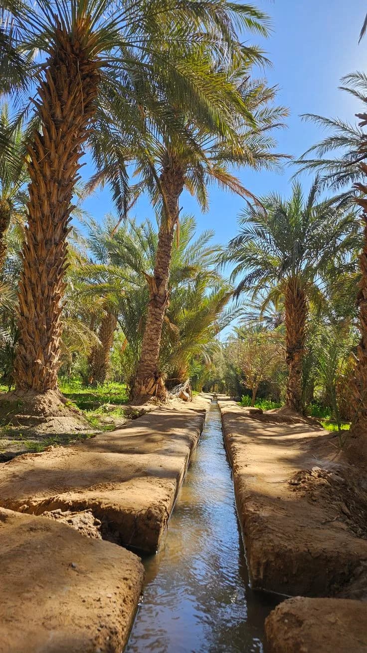 Palm grove and irrigation channel in the Todra oasis